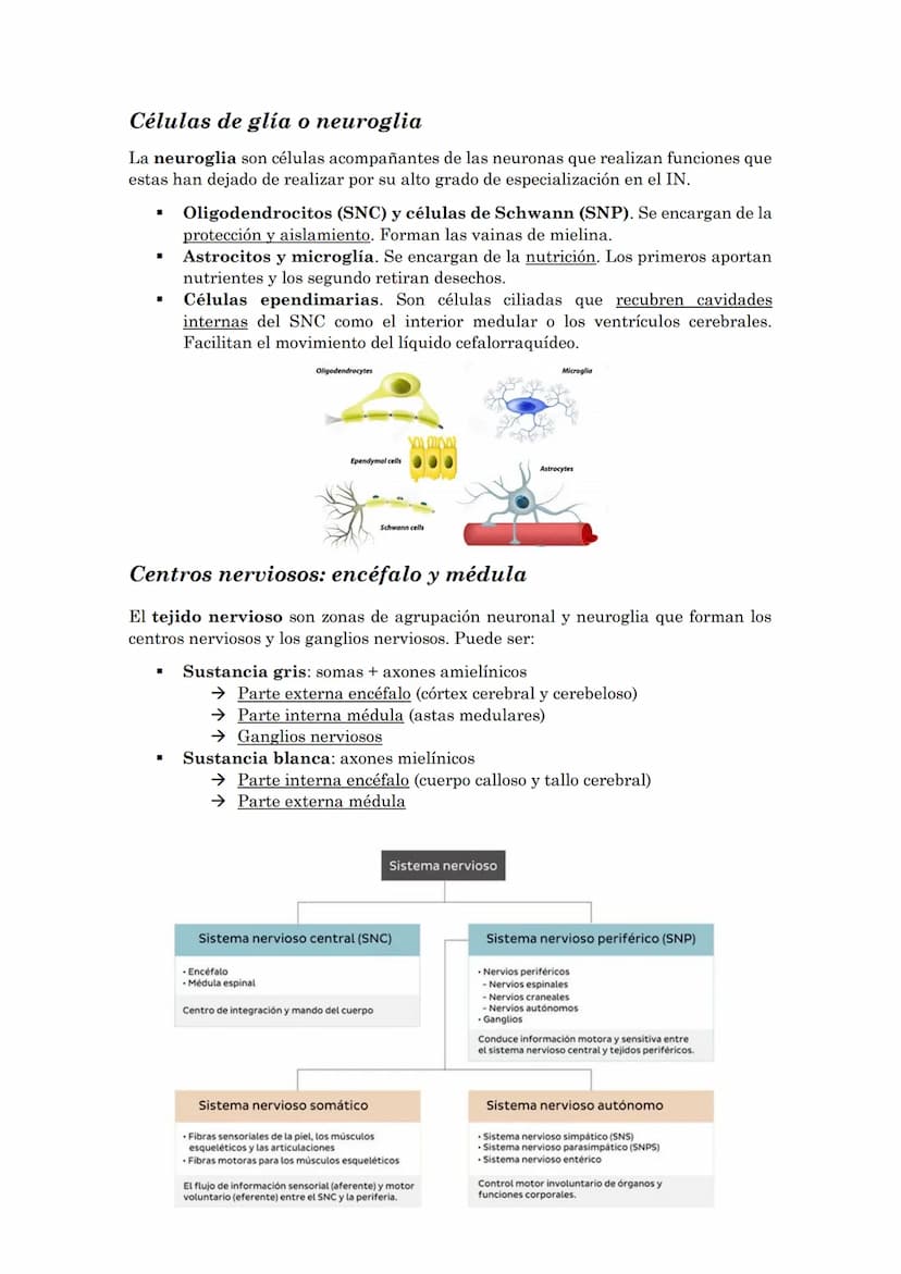 La coordinación
La coordinación es la selección y procesado de la información que recibimos del
medio externo e interno que permite la adapt