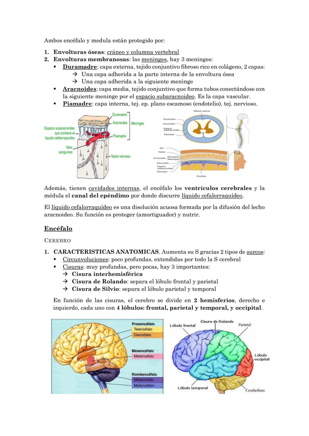 La coordinación
La coordinación es la selección y procesado de la información que recibimos del
medio externo e interno que permite la adapt