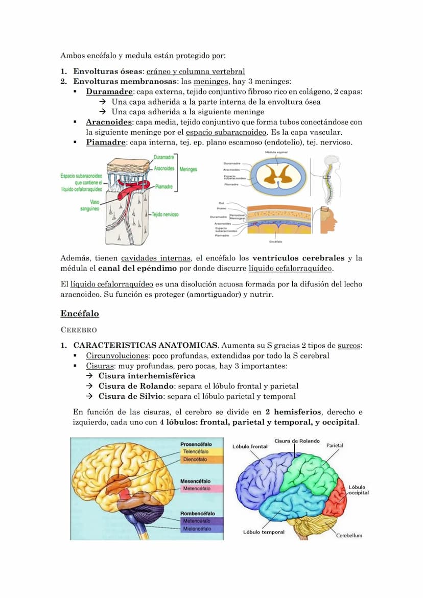 La coordinación
La coordinación es la selección y procesado de la información que recibimos del
medio externo e interno que permite la adapt