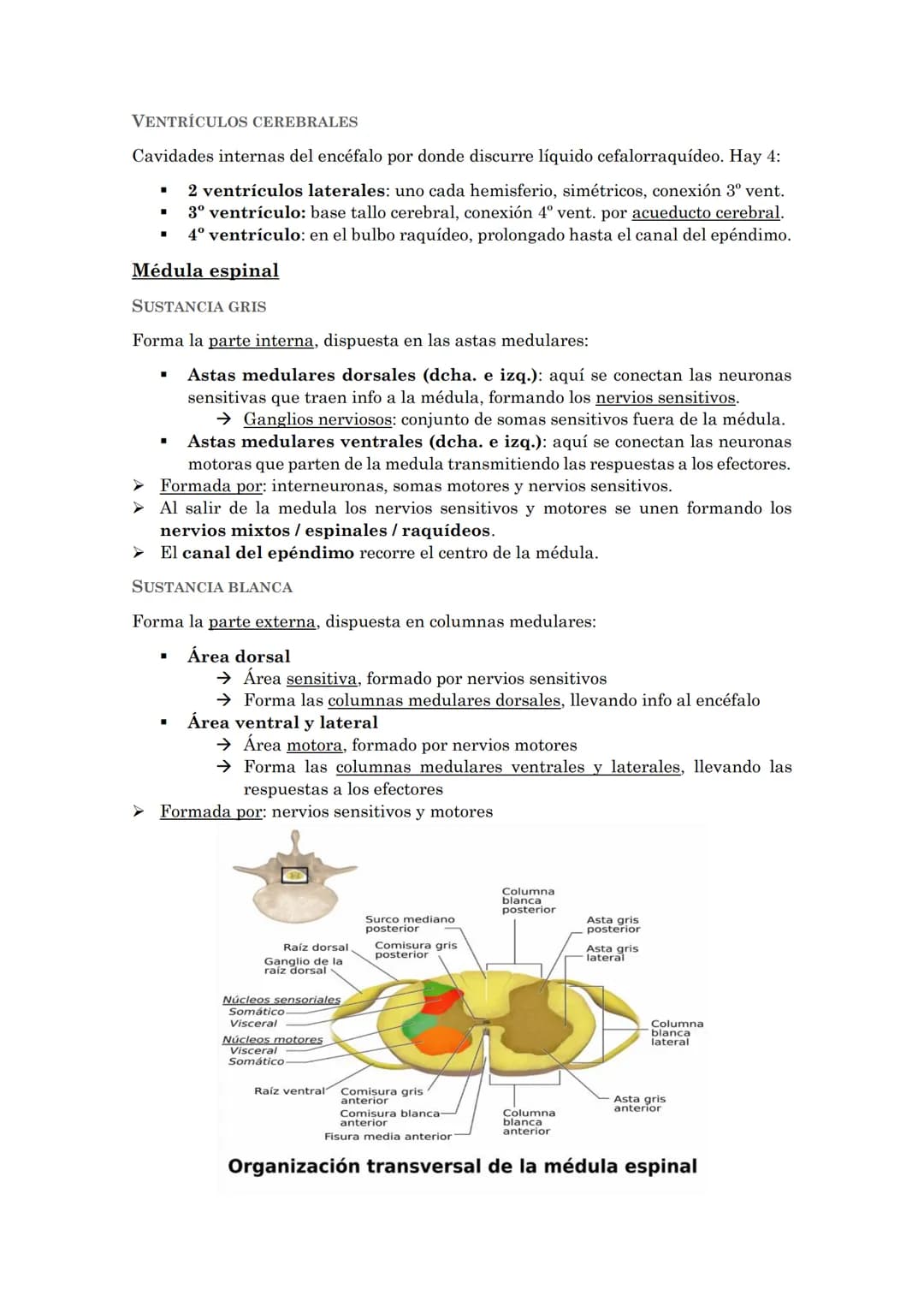 La coordinación
La coordinación es la selección y procesado de la información que recibimos del
medio externo e interno que permite la adapt