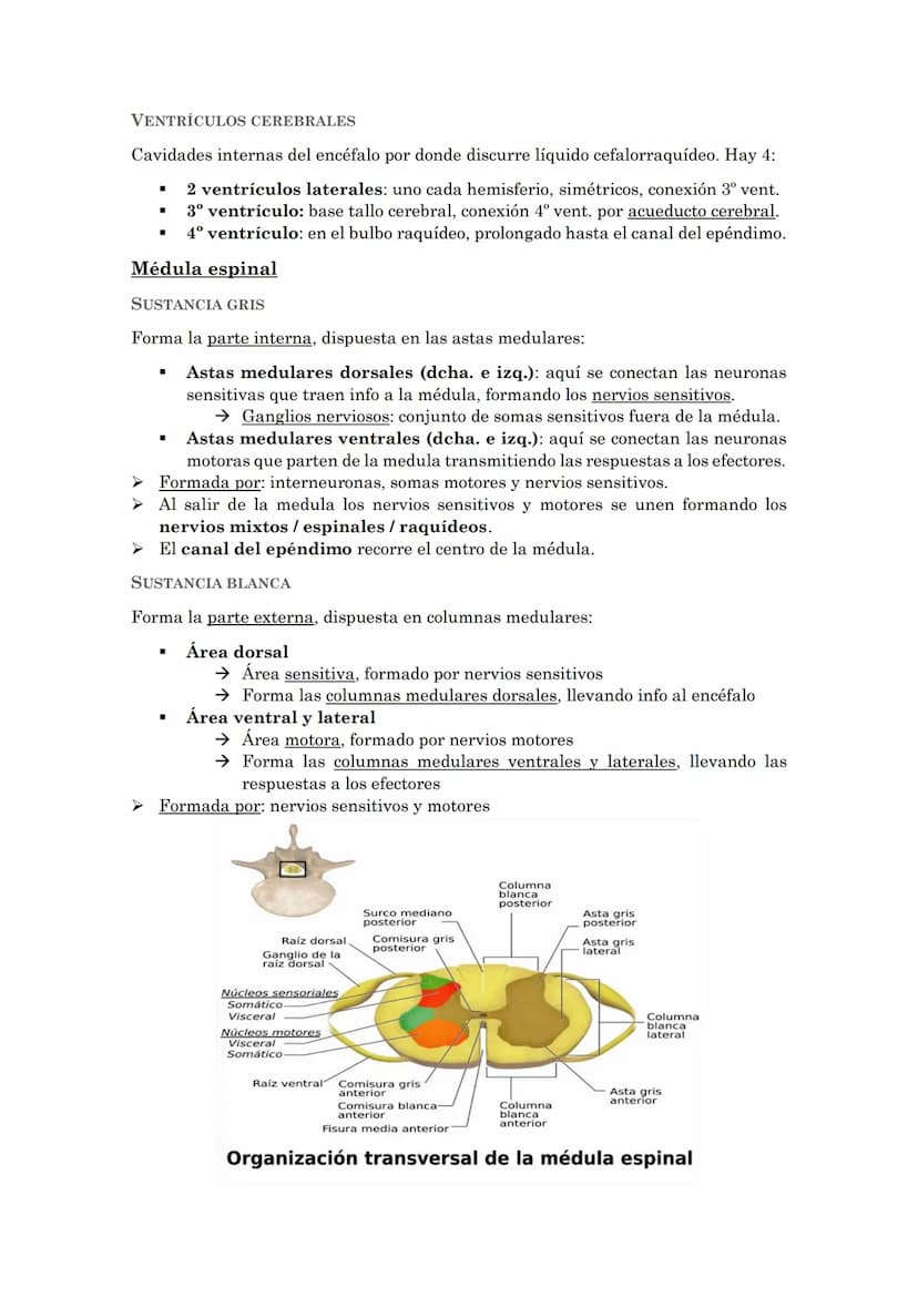 La coordinación
La coordinación es la selección y procesado de la información que recibimos del
medio externo e interno que permite la adapt