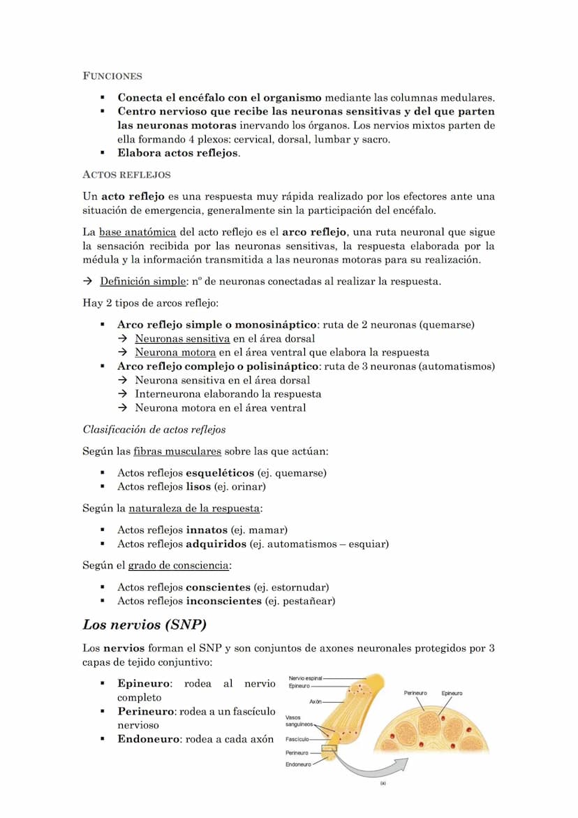 La coordinación
La coordinación es la selección y procesado de la información que recibimos del
medio externo e interno que permite la adapt