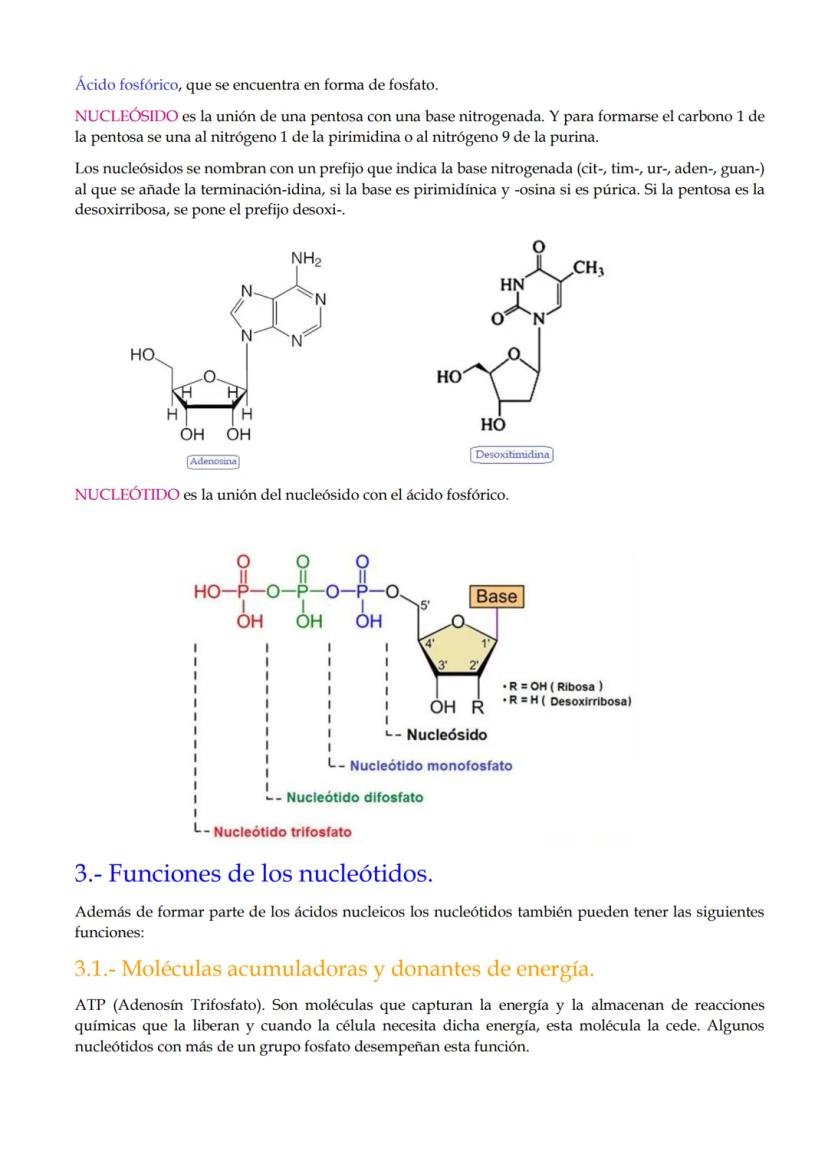 TEMA 10. Ácidos nucleicos.
1.- Importancia de los ácidos nucleicos.
2.- Nucleótidos.
3.- Funciones de los nucleótidos
4.- El enlace nucleotí