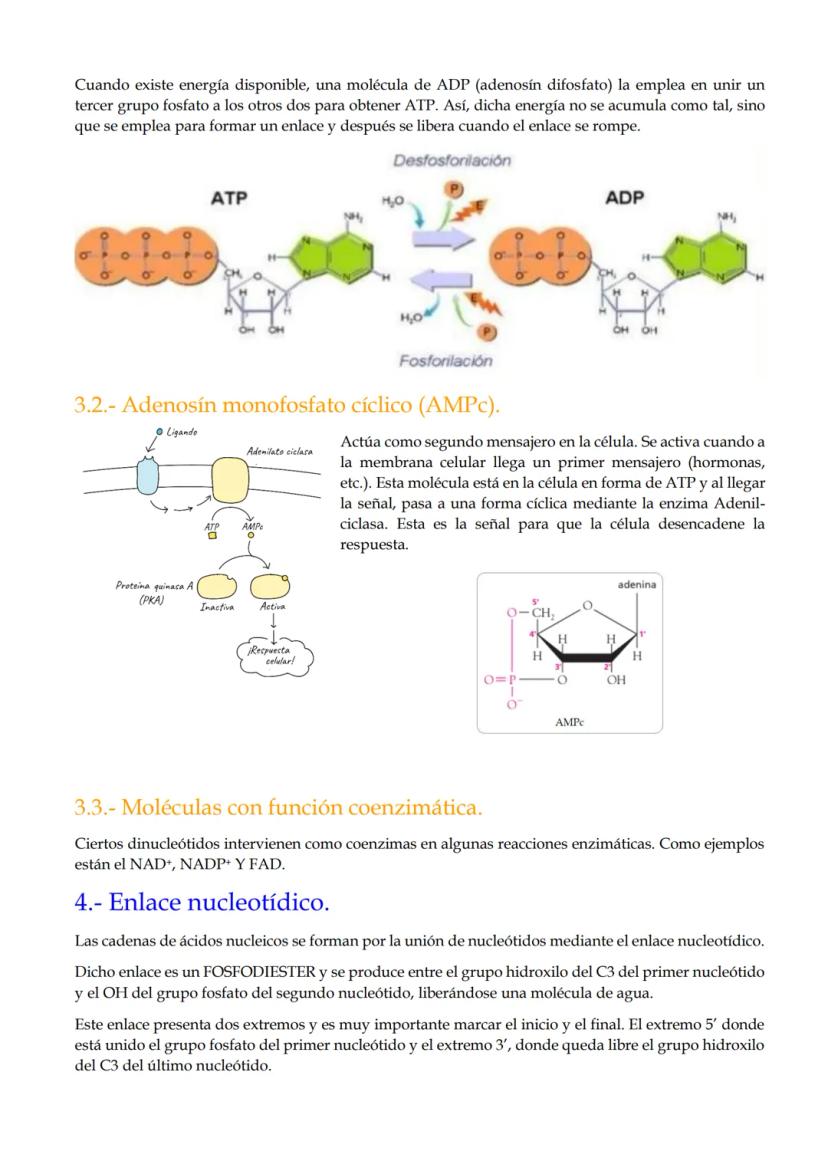 TEMA 10. Ácidos nucleicos.
1.- Importancia de los ácidos nucleicos.
2.- Nucleótidos.
3.- Funciones de los nucleótidos
4.- El enlace nucleotí