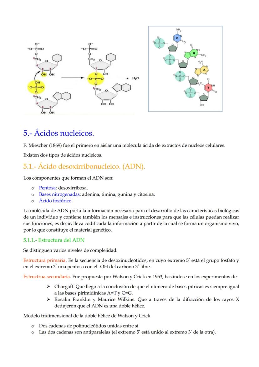 TEMA 10. Ácidos nucleicos.
1.- Importancia de los ácidos nucleicos.
2.- Nucleótidos.
3.- Funciones de los nucleótidos
4.- El enlace nucleotí