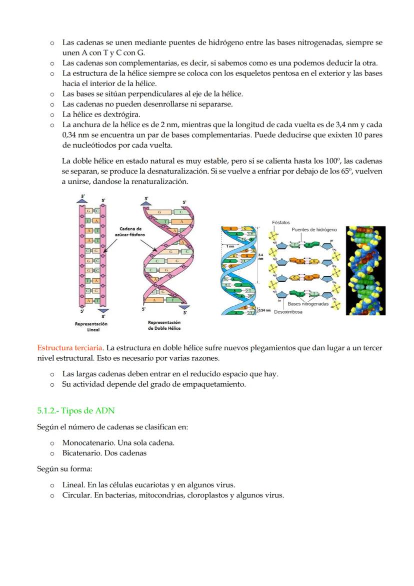 TEMA 10. Ácidos nucleicos.
1.- Importancia de los ácidos nucleicos.
2.- Nucleótidos.
3.- Funciones de los nucleótidos
4.- El enlace nucleotí