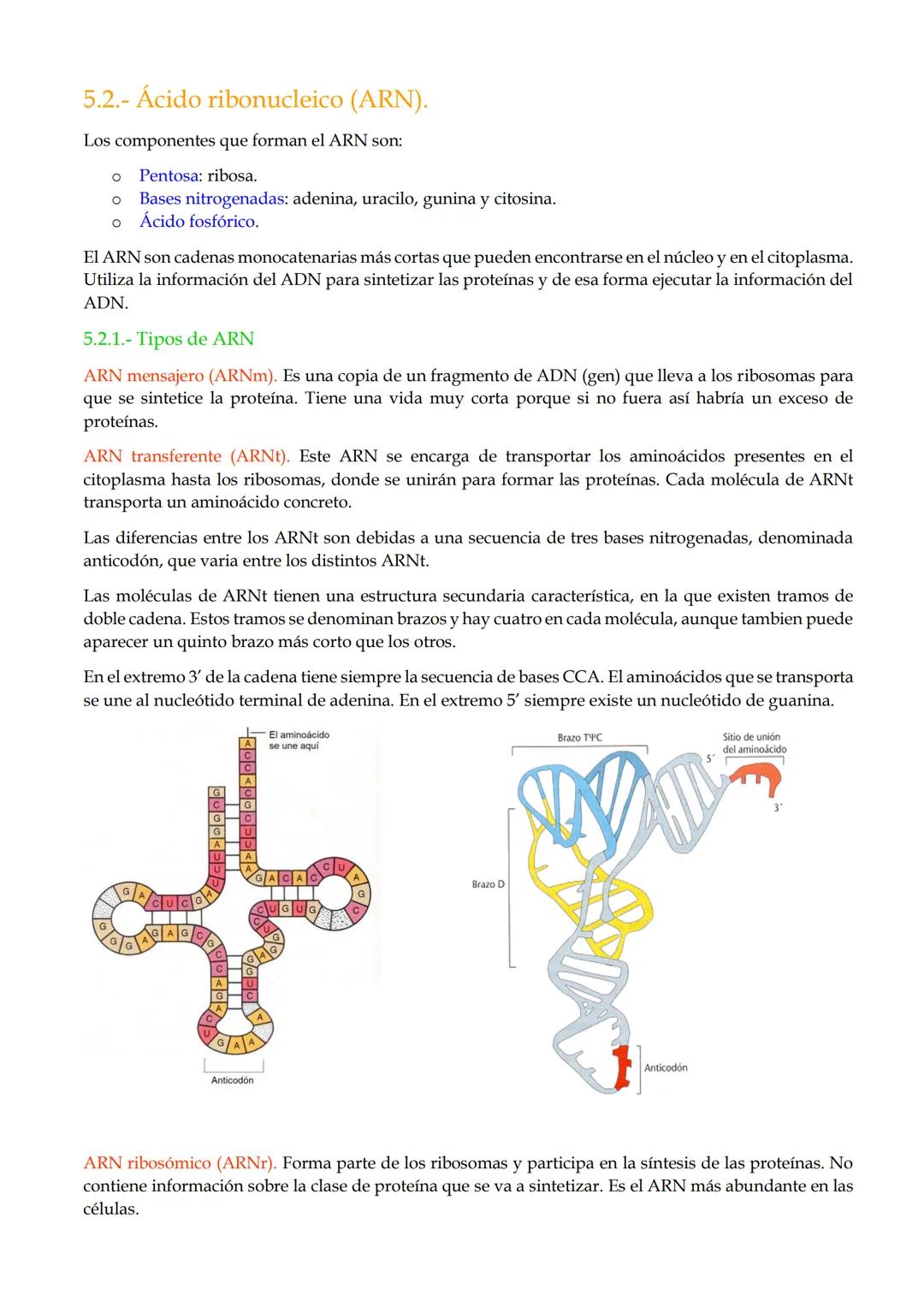 TEMA 10. Ácidos nucleicos.
1.- Importancia de los ácidos nucleicos.
2.- Nucleótidos.
3.- Funciones de los nucleótidos
4.- El enlace nucleotí