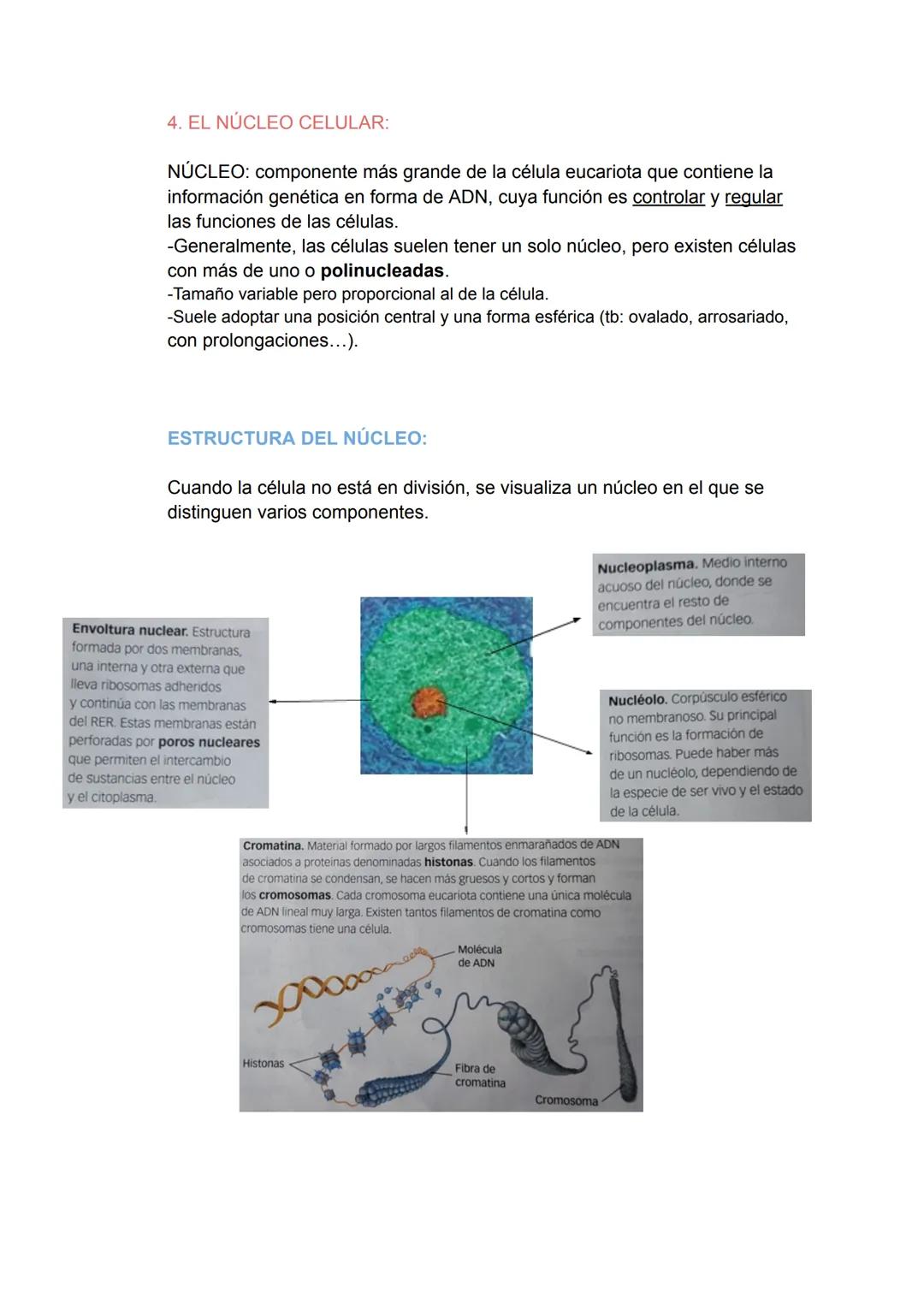LA ORGANIZACIÓN CELULAR DE LOS SERES VIVOS:
●
1.LA TEORÍA CELULAR:
Se resume en los siguientes puntos:
•
CÉLULA:
-Es la unidad estructural d