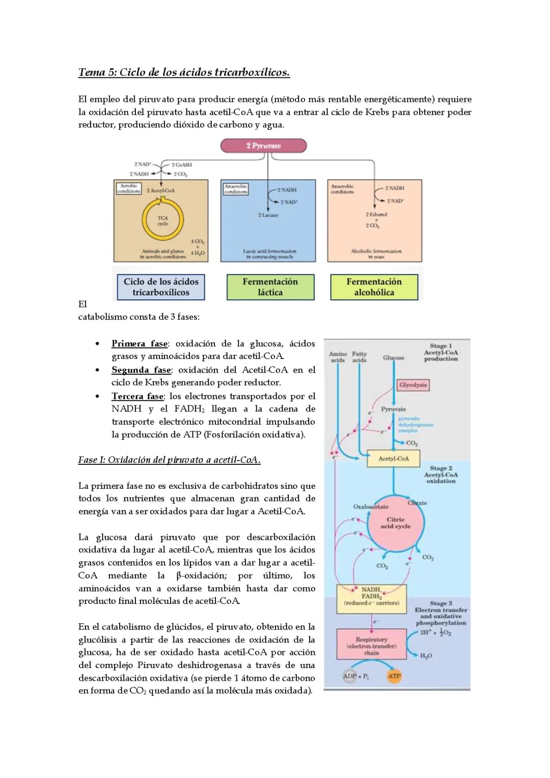 Ciclo de Krebs 