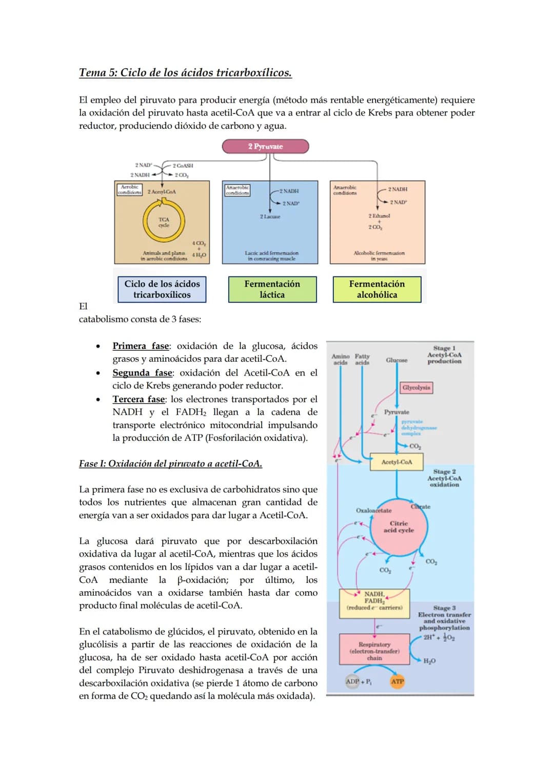 Tema 5: Ciclo de los ácidos tricarboxílicos.
El empleo del piruvato para producir energía (método más rentable energéticamente) requiere
la 