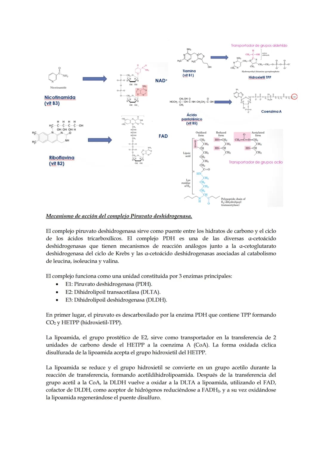 Tema 5: Ciclo de los ácidos tricarboxílicos.
El empleo del piruvato para producir energía (método más rentable energéticamente) requiere
la 