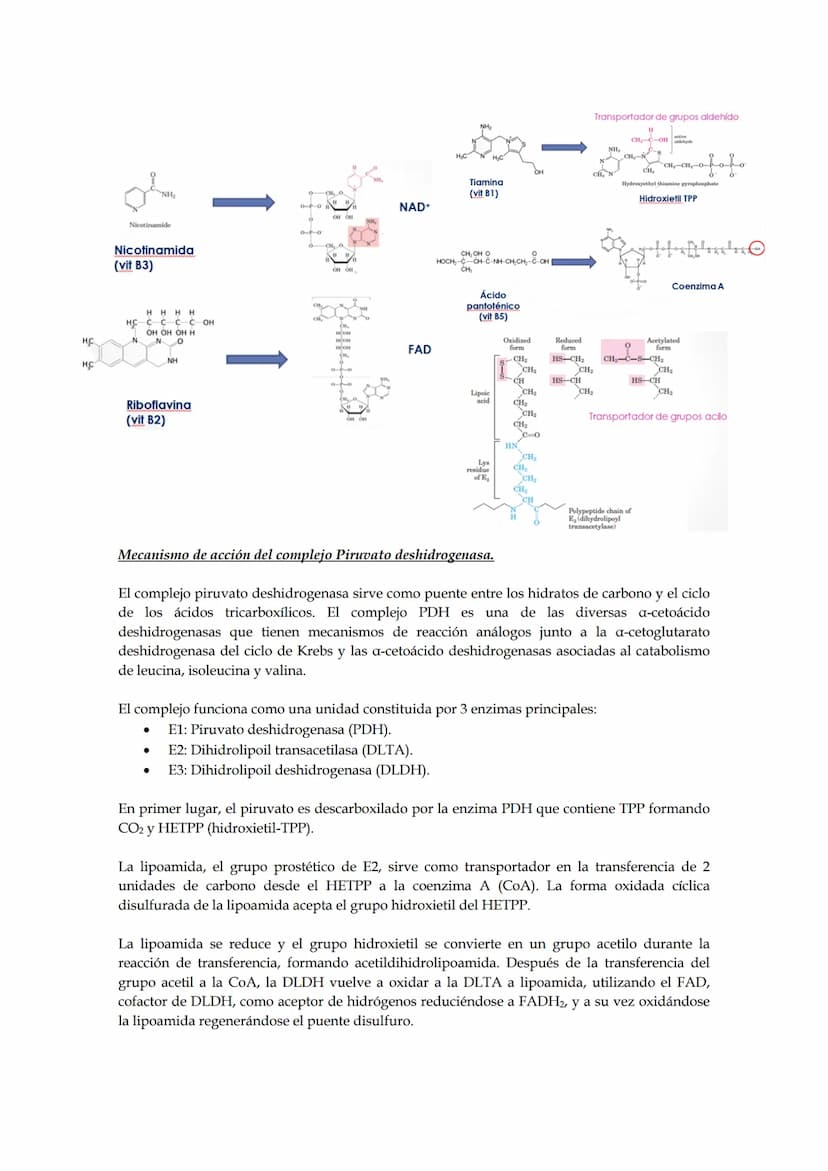 Tema 5: Ciclo de los ácidos tricarboxílicos.
El empleo del piruvato para producir energía (método más rentable energéticamente) requiere
la 