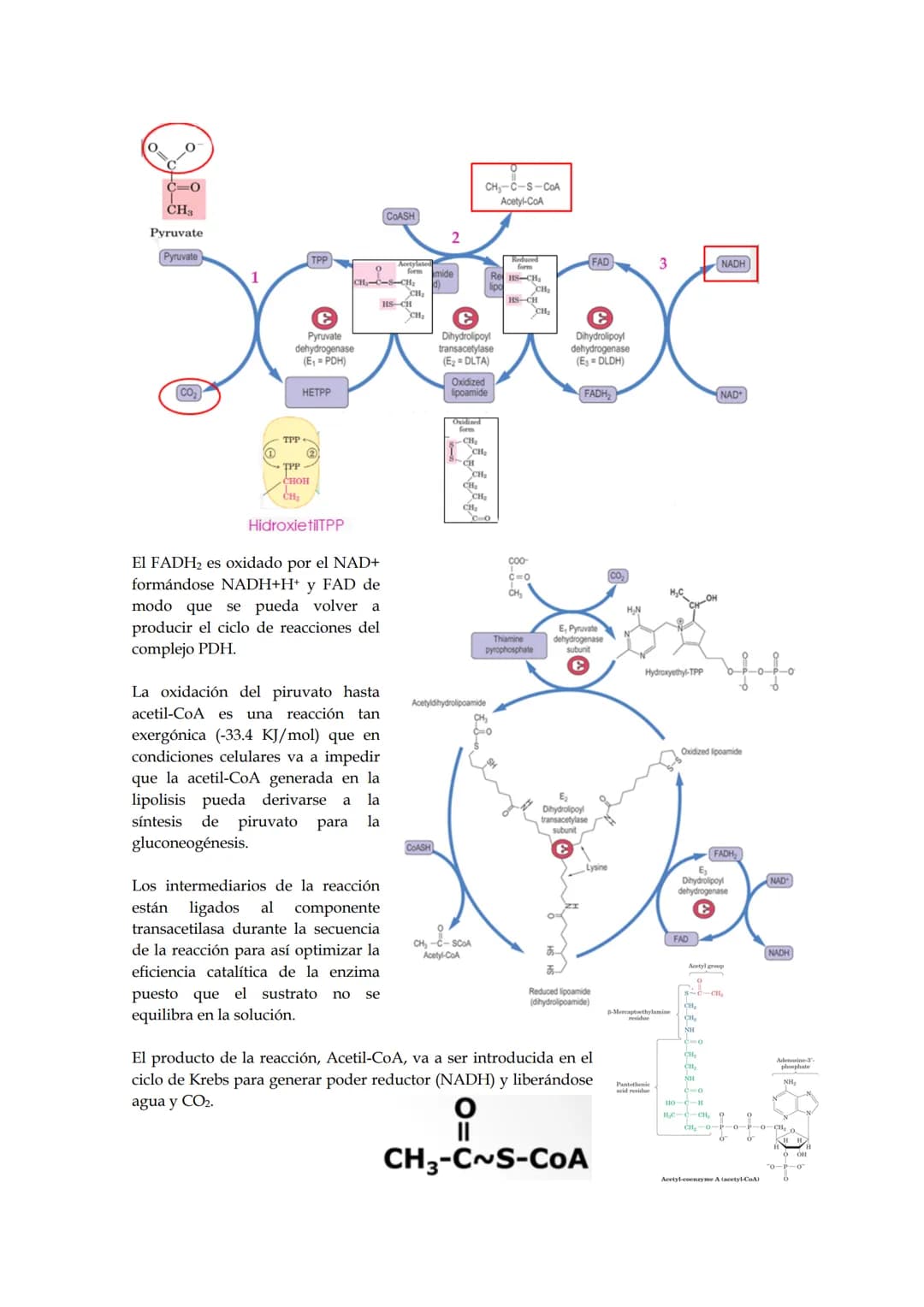 Tema 5: Ciclo de los ácidos tricarboxílicos.
El empleo del piruvato para producir energía (método más rentable energéticamente) requiere
la 