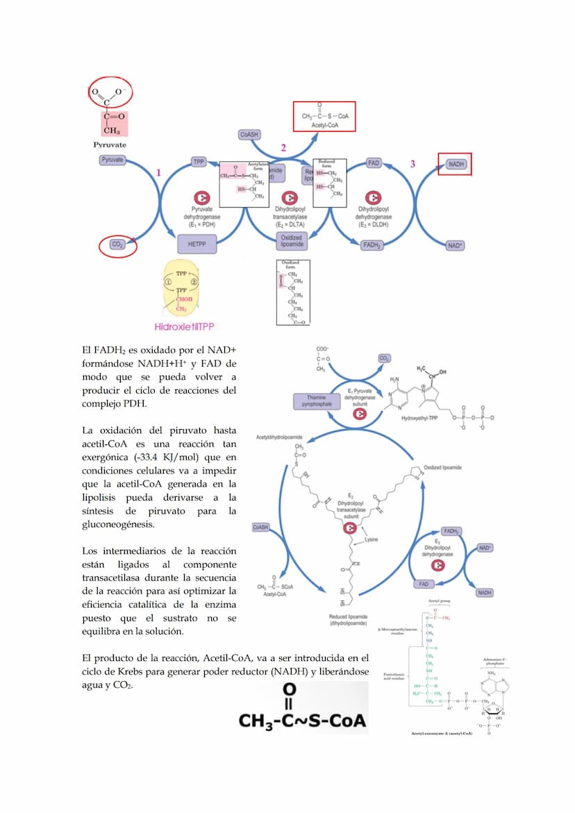 Tema 5: Ciclo de los ácidos tricarboxílicos.
El empleo del piruvato para producir energía (método más rentable energéticamente) requiere
la 