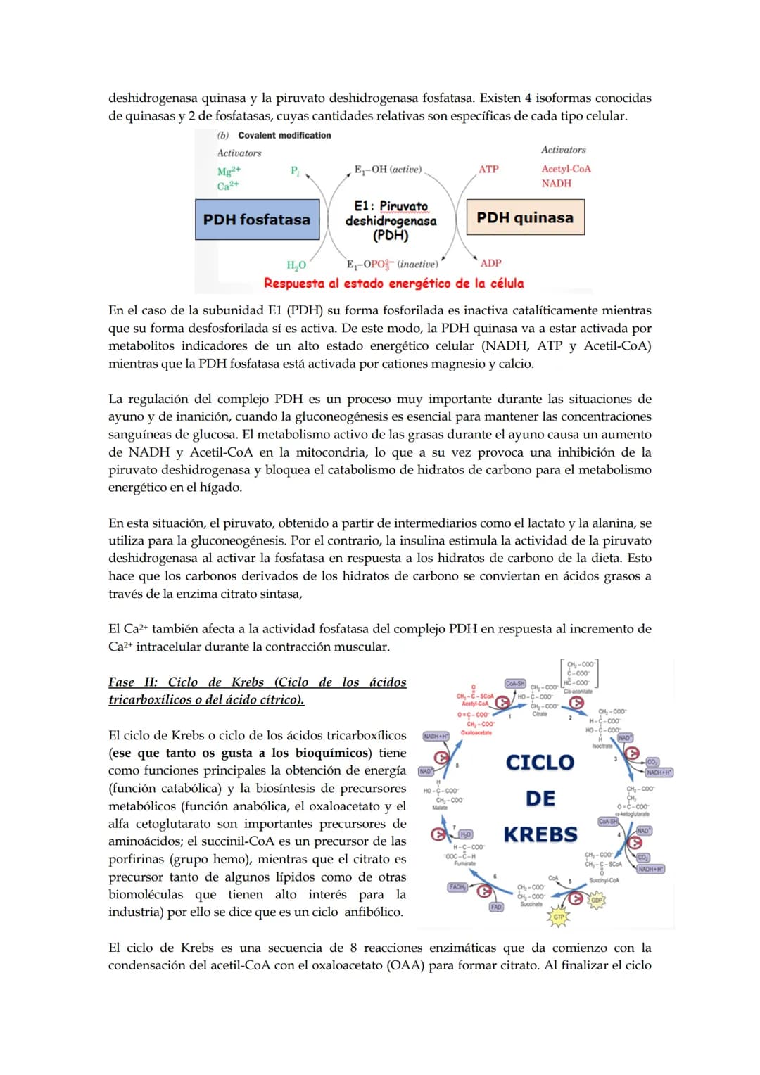 Tema 5: Ciclo de los ácidos tricarboxílicos.
El empleo del piruvato para producir energía (método más rentable energéticamente) requiere
la 