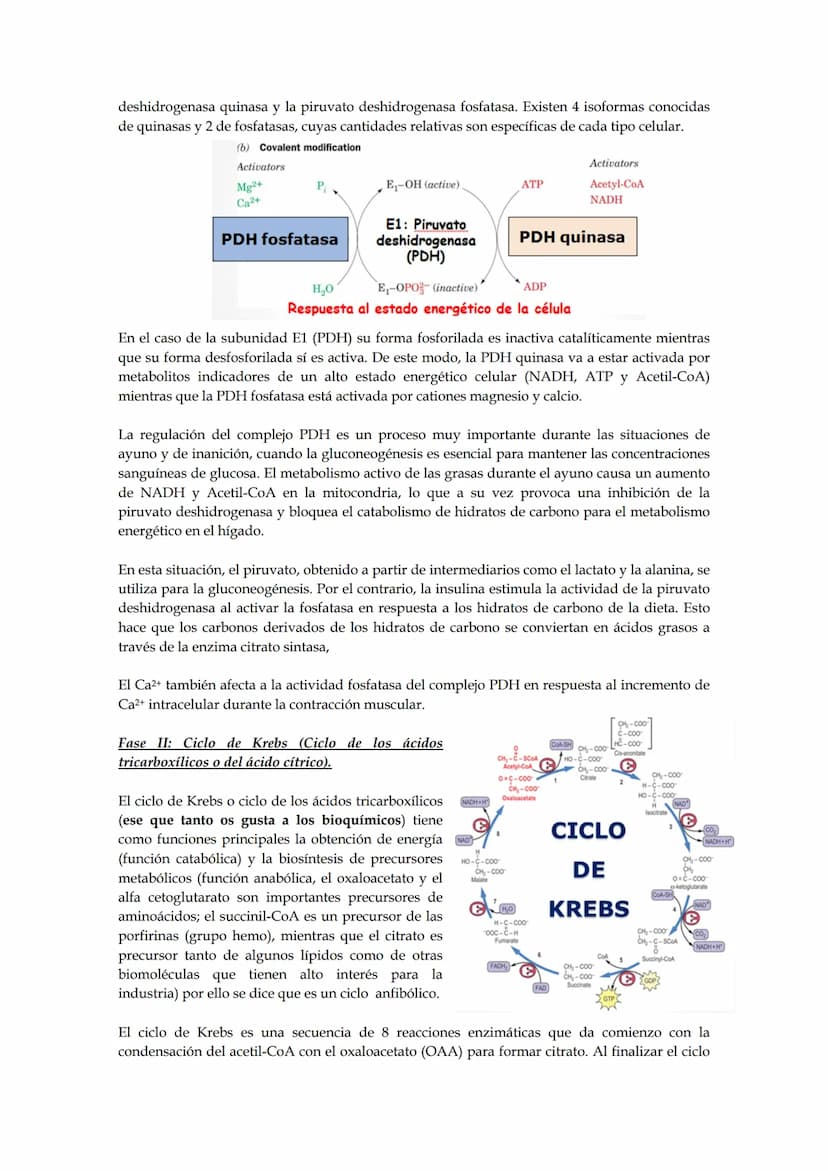 Tema 5: Ciclo de los ácidos tricarboxílicos.
El empleo del piruvato para producir energía (método más rentable energéticamente) requiere
la 