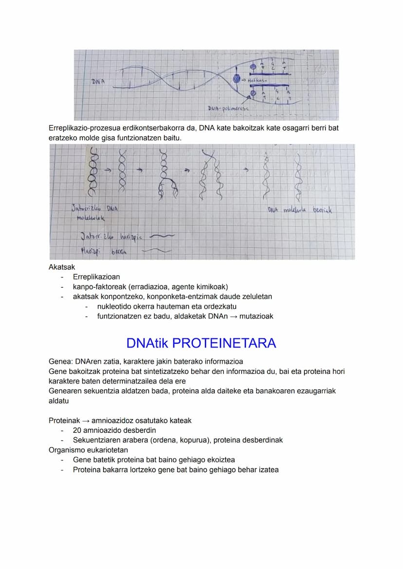 DNA
INFORMAZIO ETA MANIPULAZIO
GENETIKOA
Azido nukleikoa: ADN eta RNA
DUA
Zelulen informazio genetikoa gordetzen duen molekula
Bizidun guzti
