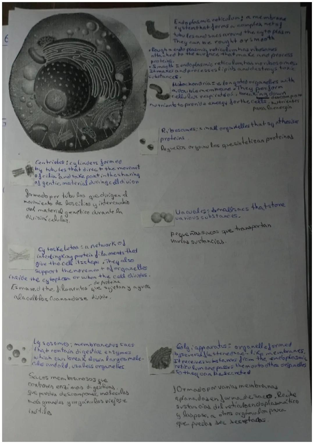 The organisation of the human body

Unit content:
*   Levels of organisation of living things
*   Levels of organisation of the human body
*