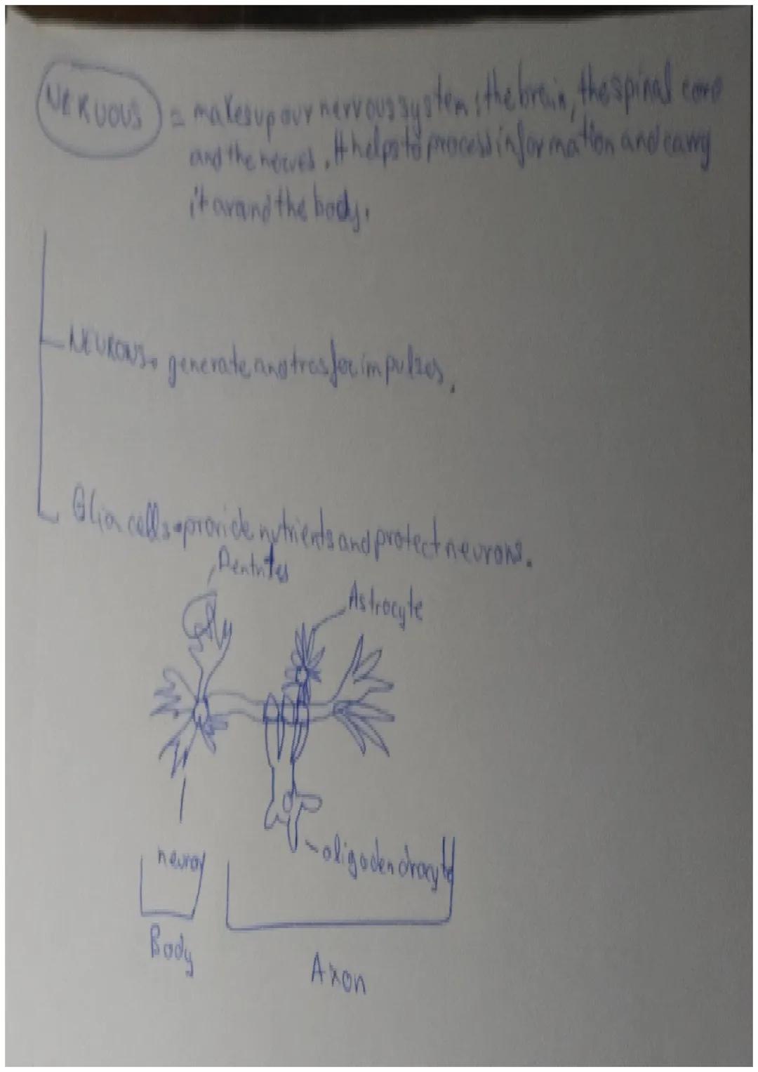 The organisation of the human body

Unit content:
*   Levels of organisation of living things
*   Levels of organisation of the human body
*