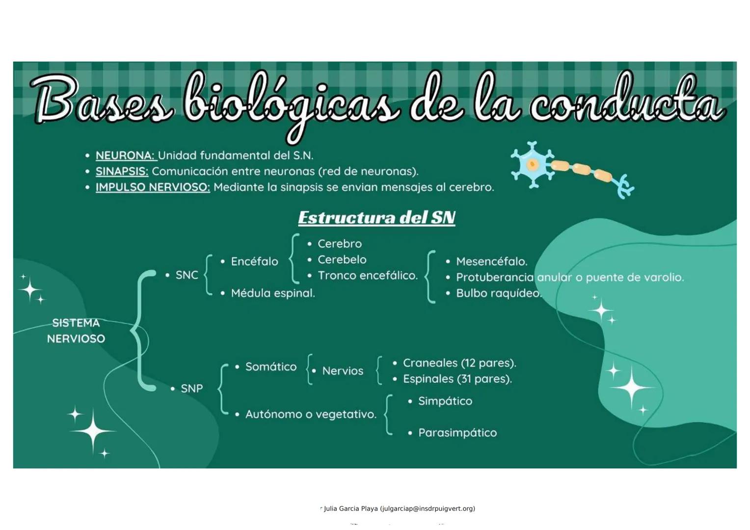 Bases biológicas de la conducta
• NEURONA: Unidad fundamental del S.N.
SINAPSIS: Comunicación entre neuronas (red de neuronas).
• IMPULSO NE