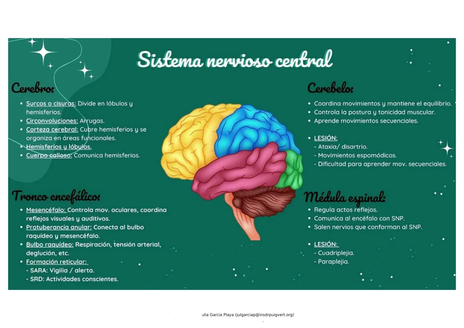 Bases biológicas de la conducta
• NEURONA: Unidad fundamental del S.N.
SINAPSIS: Comunicación entre neuronas (red de neuronas).
• IMPULSO NE