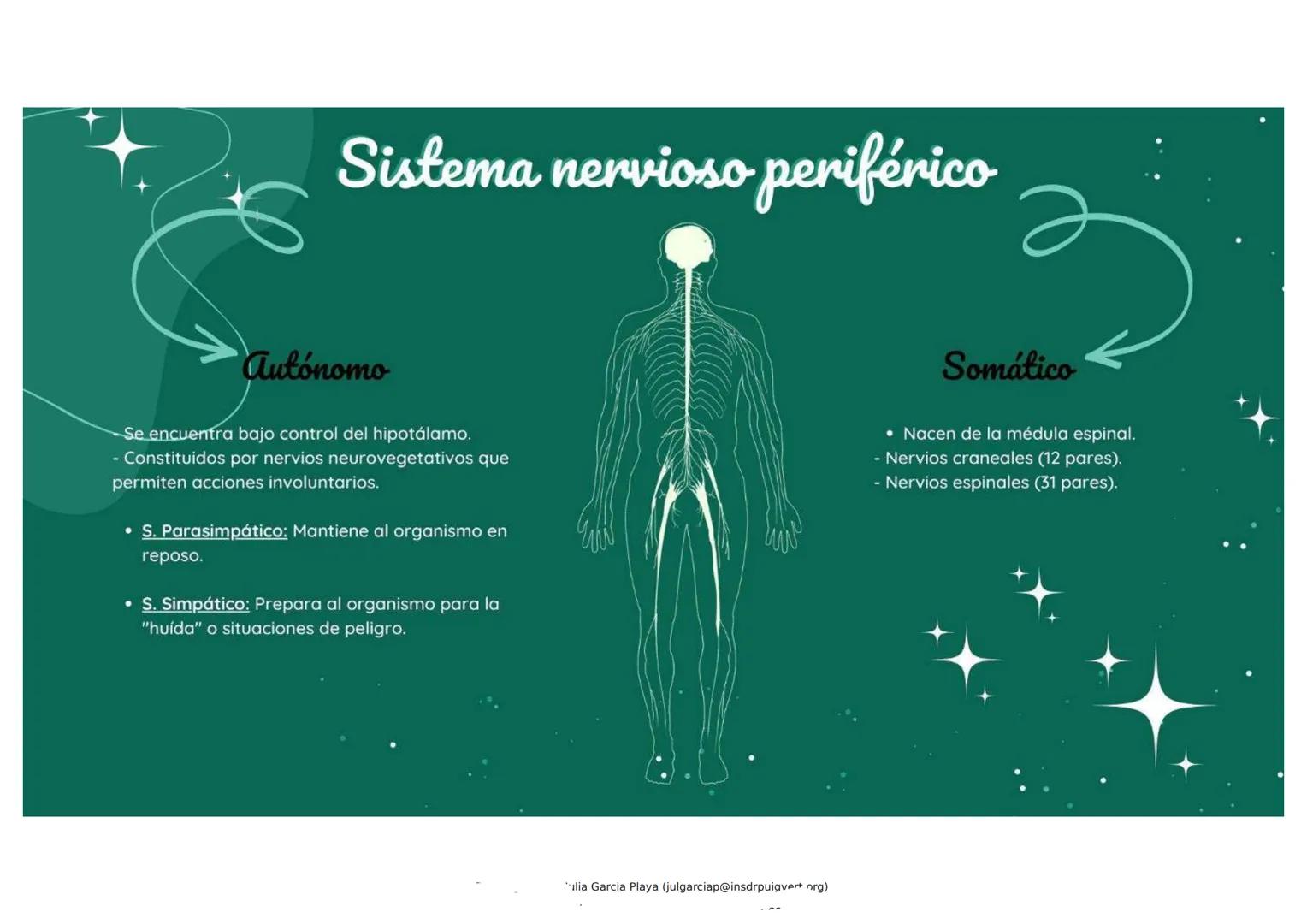 Bases biológicas de la conducta
• NEURONA: Unidad fundamental del S.N.
SINAPSIS: Comunicación entre neuronas (red de neuronas).
• IMPULSO NE