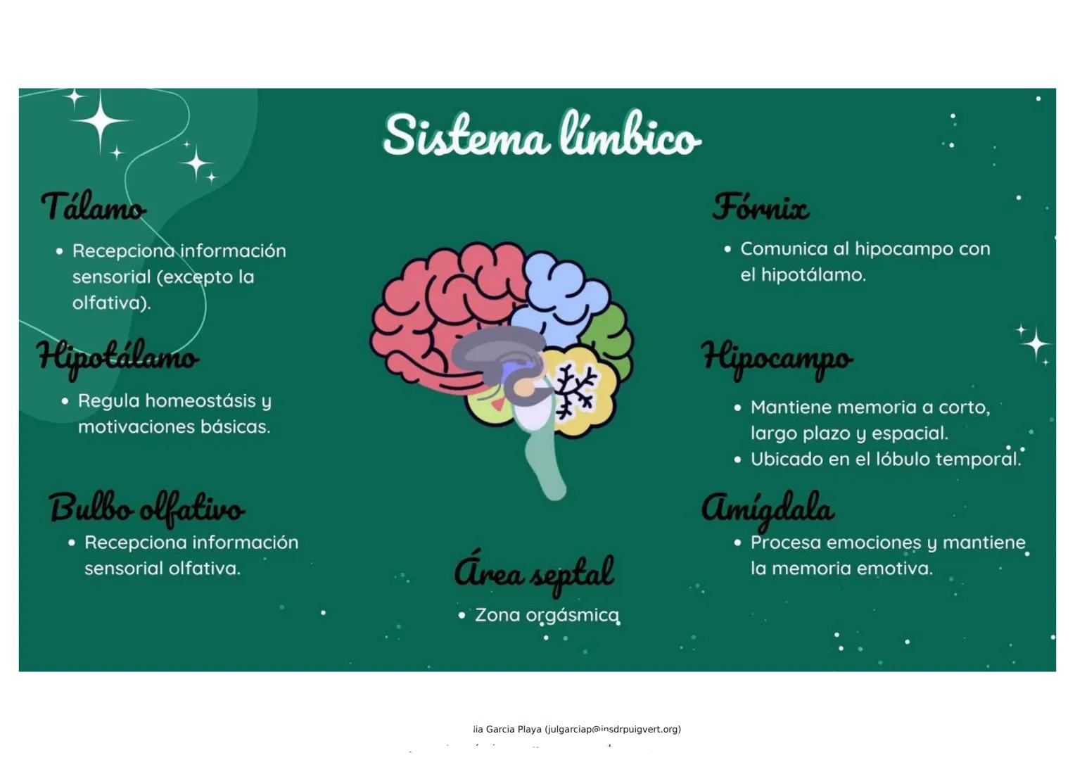 Bases biológicas de la conducta
• NEURONA: Unidad fundamental del S.N.
SINAPSIS: Comunicación entre neuronas (red de neuronas).
• IMPULSO NE