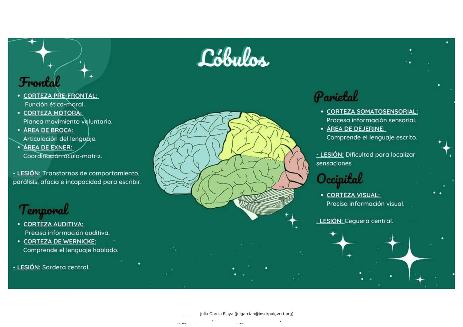 Bases biológicas de la conducta
• NEURONA: Unidad fundamental del S.N.
SINAPSIS: Comunicación entre neuronas (red de neuronas).
• IMPULSO NE