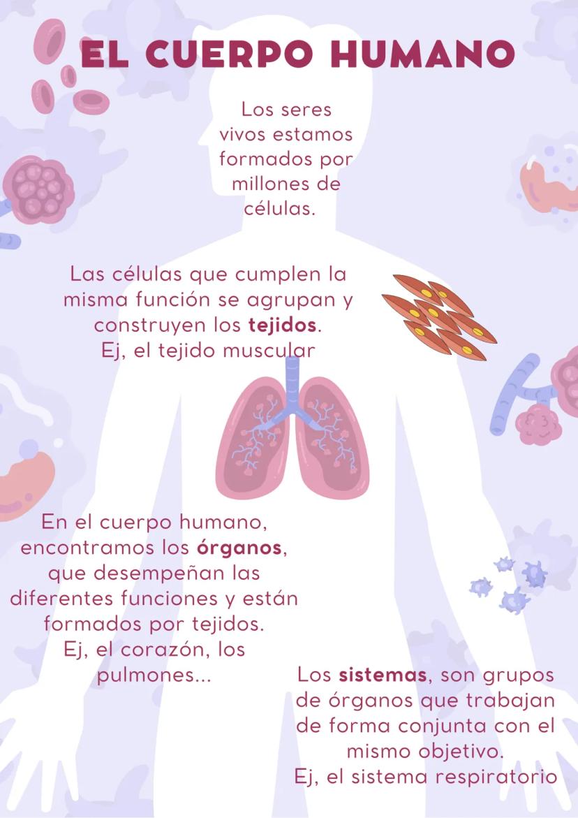 EL CUERPO HUMANO
Los seres
vivos estamos
formados por
millones de
células.
Las células que cumplen la
misma función se agrupan y
construyen 