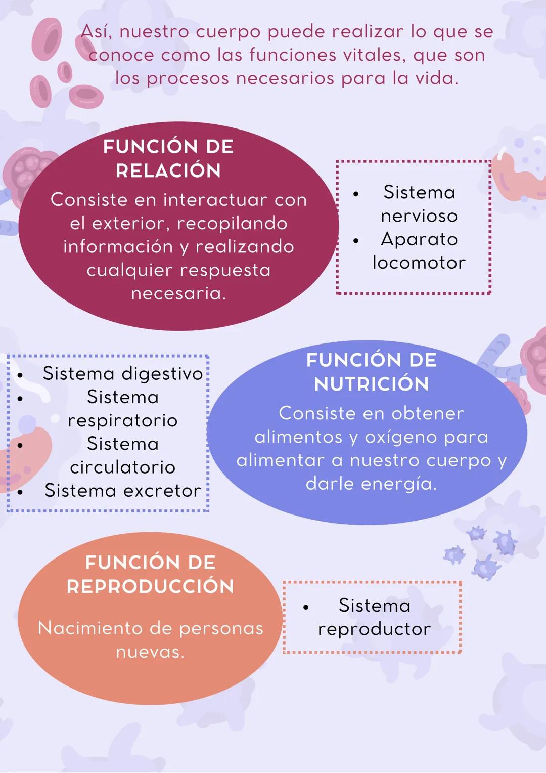 EL CUERPO HUMANO
Los seres
vivos estamos
formados por
millones de
células.
Las células que cumplen la
misma función se agrupan y
construyen 