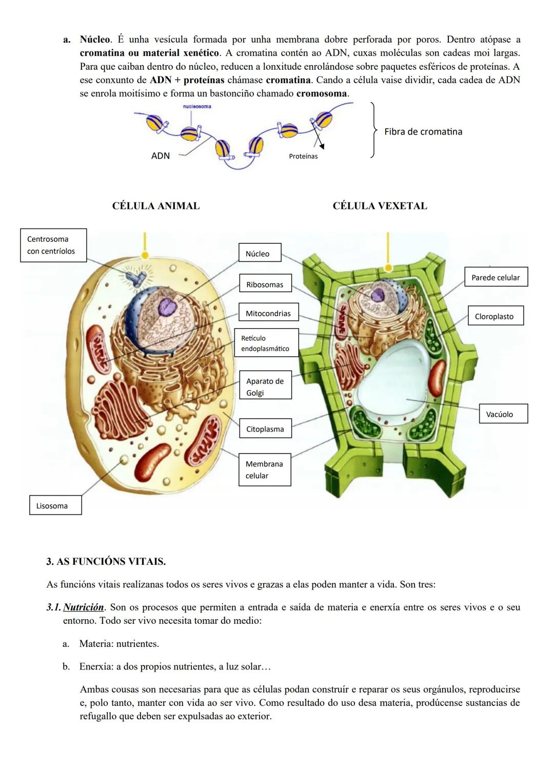 # TEMA 1. A ORGANIZACIÓN DO CORPO HUMANO.

1. INTRODUCIÓN.

Os seres humanos somos seres vivos porque levamos a cabo tres funcións vitais bá