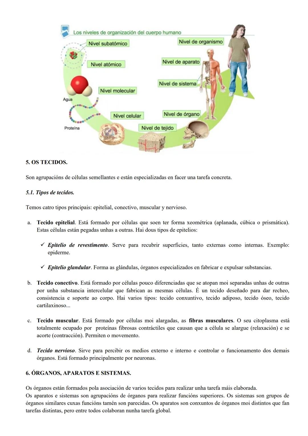 # TEMA 1. A ORGANIZACIÓN DO CORPO HUMANO.

1. INTRODUCIÓN.

Os seres humanos somos seres vivos porque levamos a cabo tres funcións vitais bá
