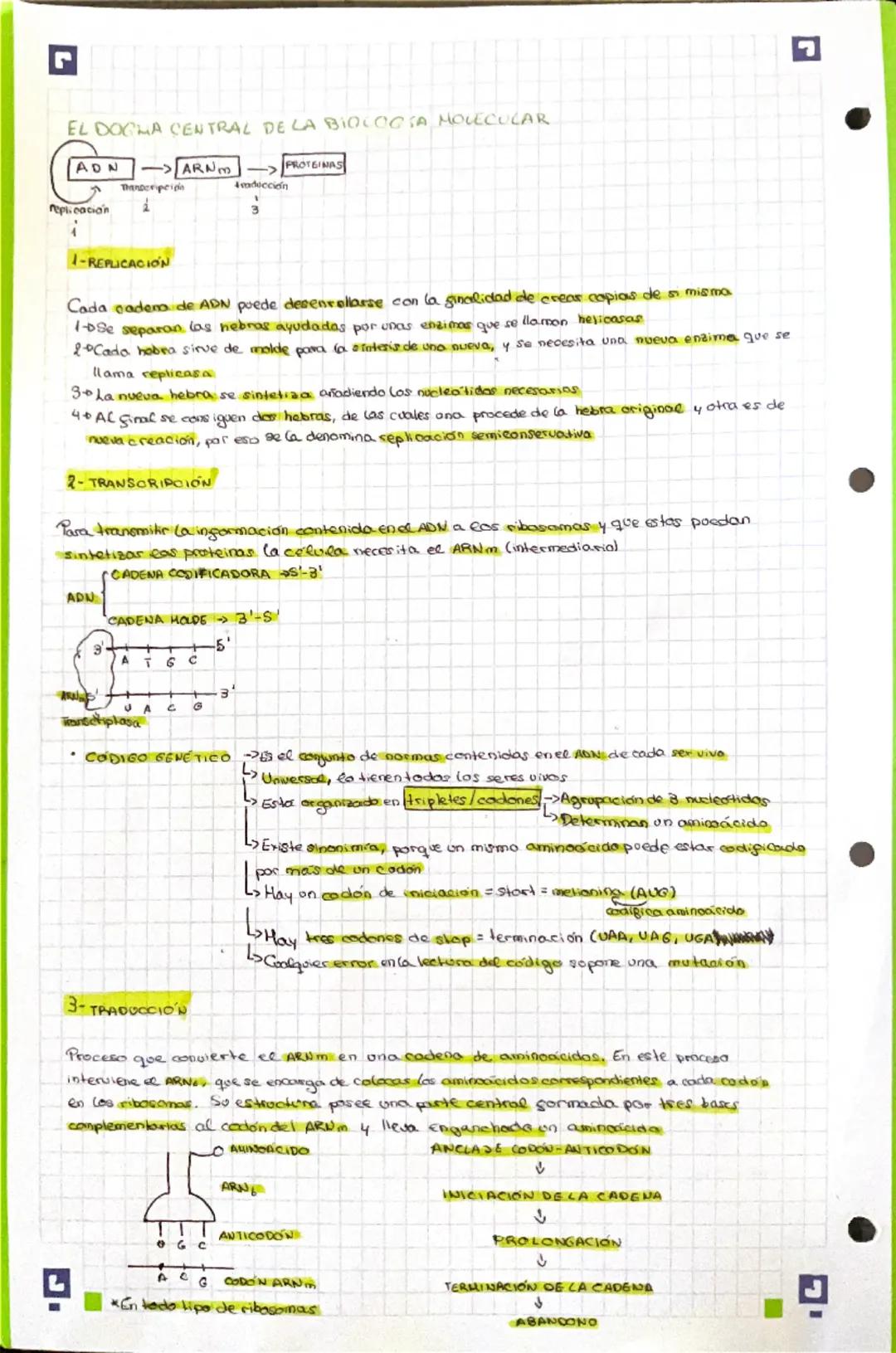 7
H
ER
E
2
H
C
LAR
ESTRUCTURA Y FUNCIÓN DE LOS ÁCIDOS NUCLEICOS
ESTRUCTURA Y COMPOSICIÓN - ADN (Ácido desoxirribonucleical
Su estructura es 