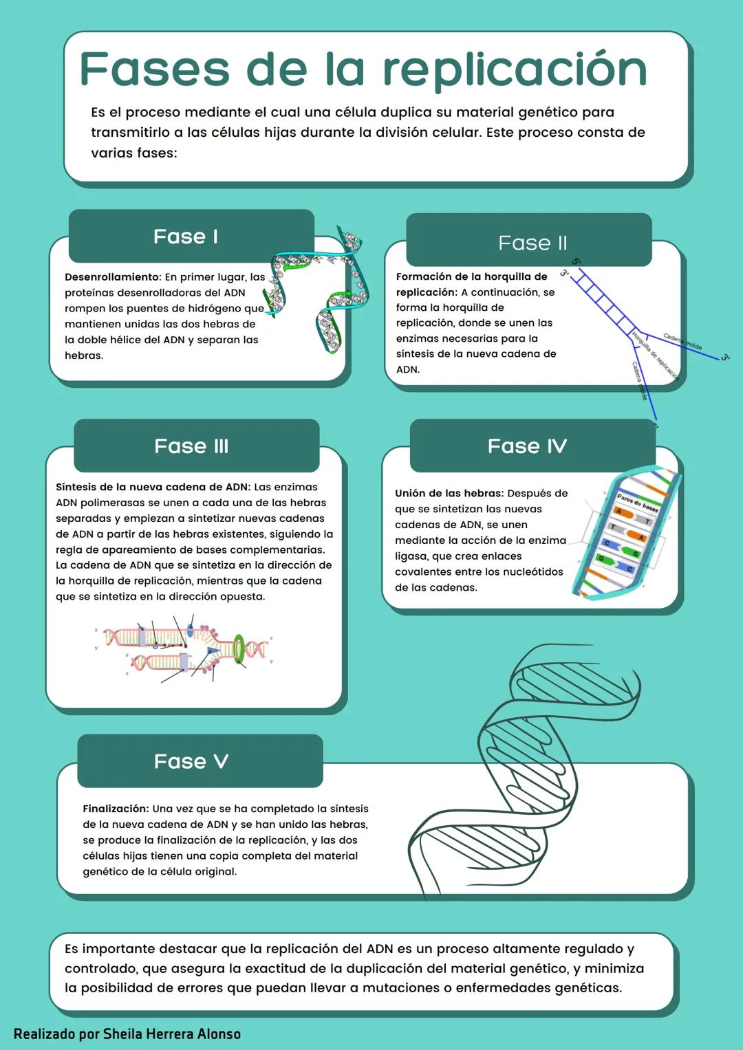 Fases de la replicación del ADN