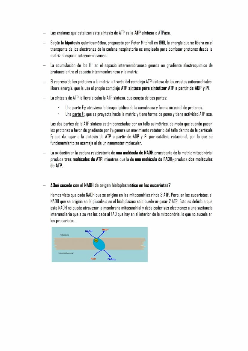 EL METABOLISMO
1. El metabolismo
1.1. Definición
1.2. Funciones
1.3. Clasificación de los seres vivos en función de los tipos de metabolismo