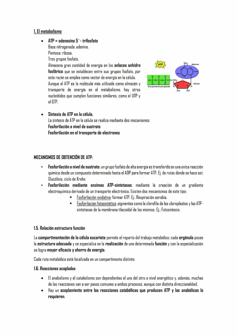EL METABOLISMO
1. El metabolismo
1.1. Definición
1.2. Funciones
1.3. Clasificación de los seres vivos en función de los tipos de metabolismo