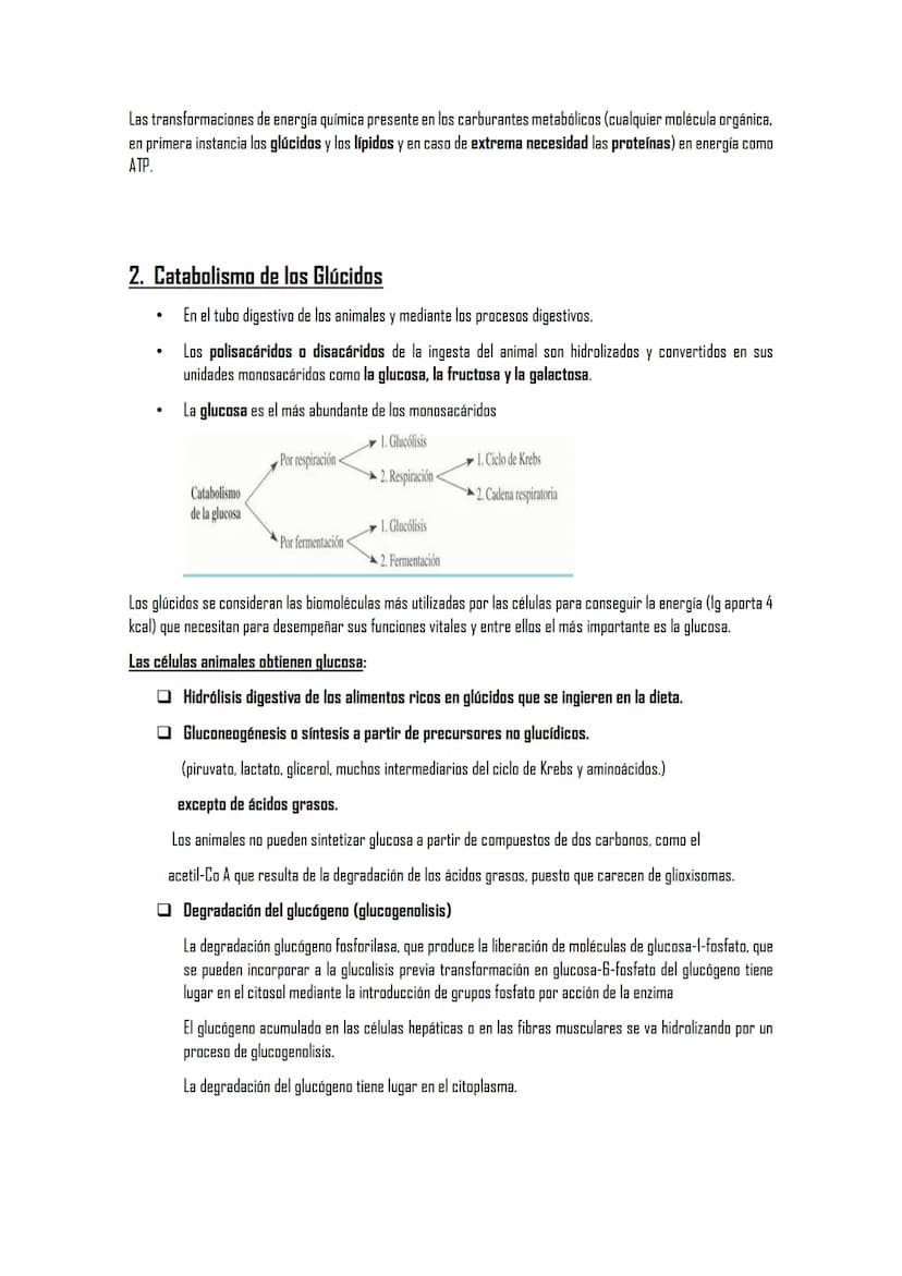 EL METABOLISMO
1. El metabolismo
1.1. Definición
1.2. Funciones
1.3. Clasificación de los seres vivos en función de los tipos de metabolismo