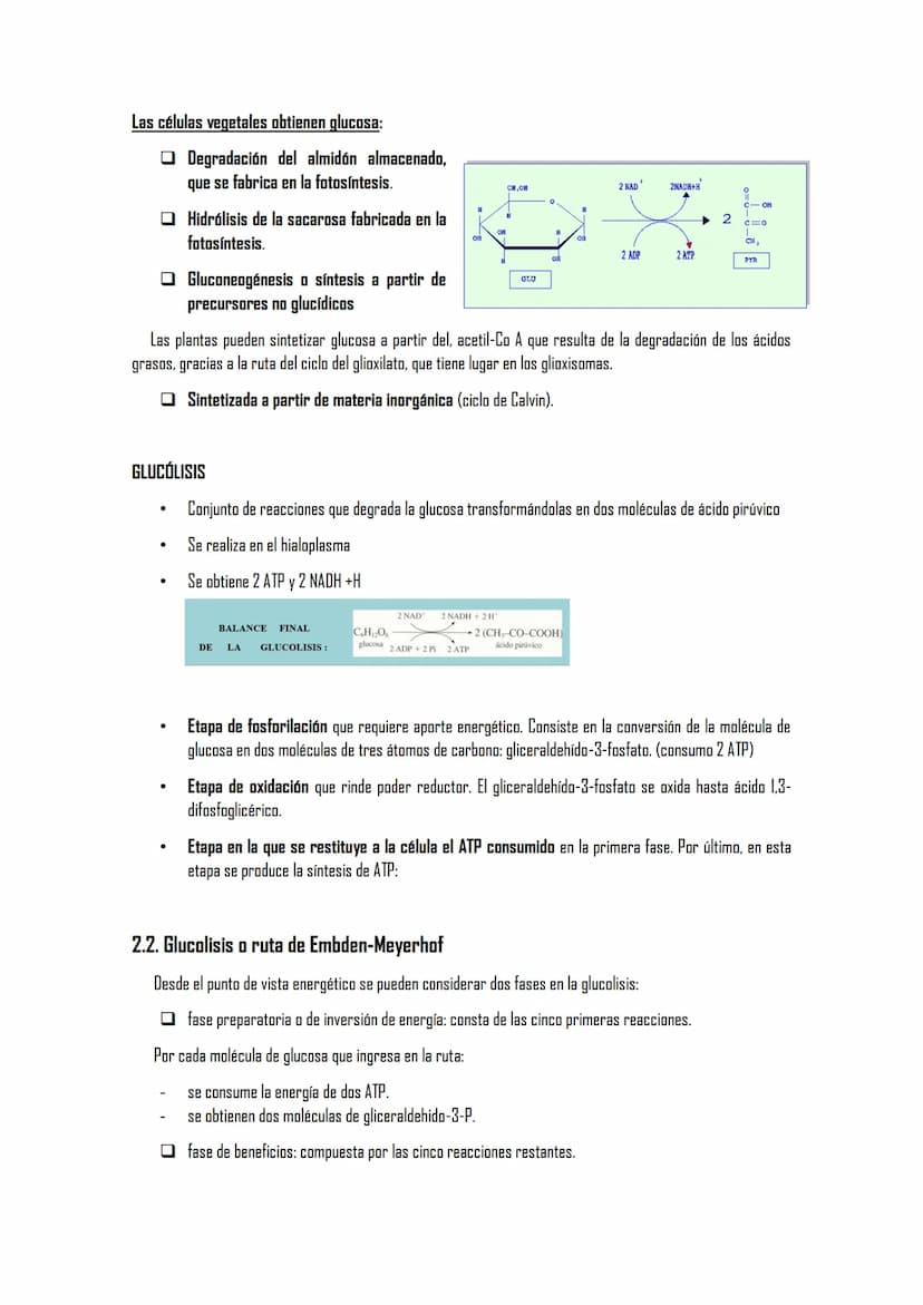 EL METABOLISMO
1. El metabolismo
1.1. Definición
1.2. Funciones
1.3. Clasificación de los seres vivos en función de los tipos de metabolismo