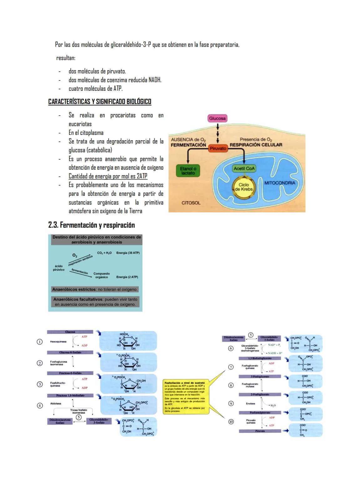 EL METABOLISMO
1. El metabolismo
1.1. Definición
1.2. Funciones
1.3. Clasificación de los seres vivos en función de los tipos de metabolismo