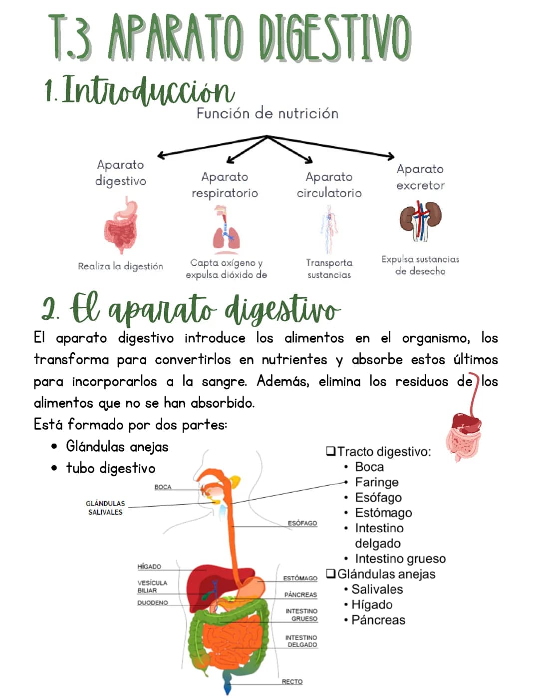 Apuntes sobre el aparato digestivo 