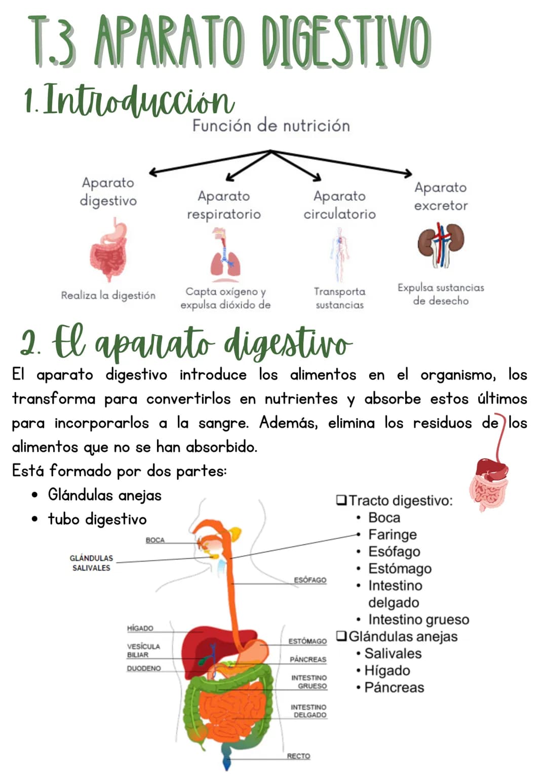 T3 APARATO DIGESTIVO
1. Introducción
Función de nutrición
Aparato
digestivo
Aparato
Aparato
respiratorio
Aparato
circulatorio
excretor
Reali