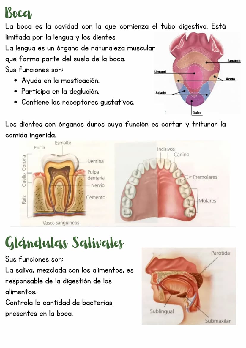 T3 APARATO DIGESTIVO
1. Introducción
Función de nutrición
Aparato
digestivo
Aparato
Aparato
respiratorio
Aparato
circulatorio
excretor
Reali