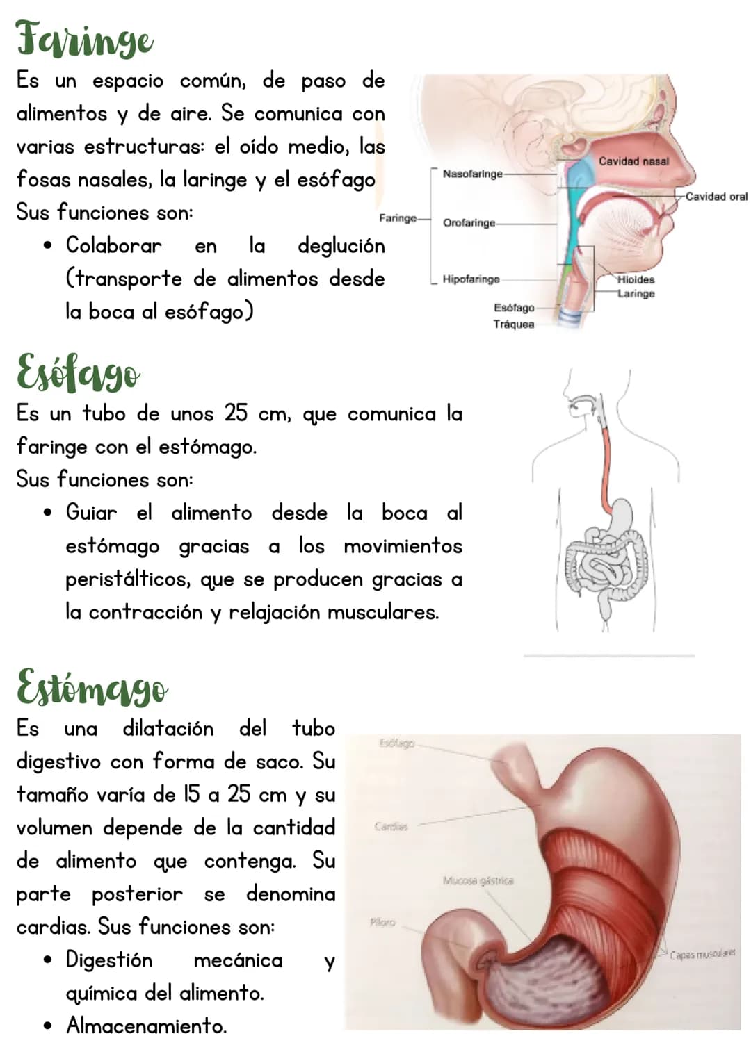 T3 APARATO DIGESTIVO
1. Introducción
Función de nutrición
Aparato
digestivo
Aparato
Aparato
respiratorio
Aparato
circulatorio
excretor
Reali