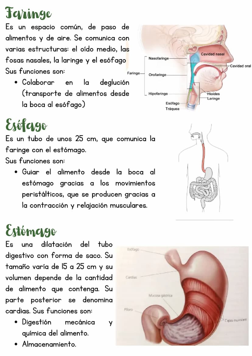 T3 APARATO DIGESTIVO
1. Introducción
Función de nutrición
Aparato
digestivo
Aparato
Aparato
respiratorio
Aparato
circulatorio
excretor
Reali