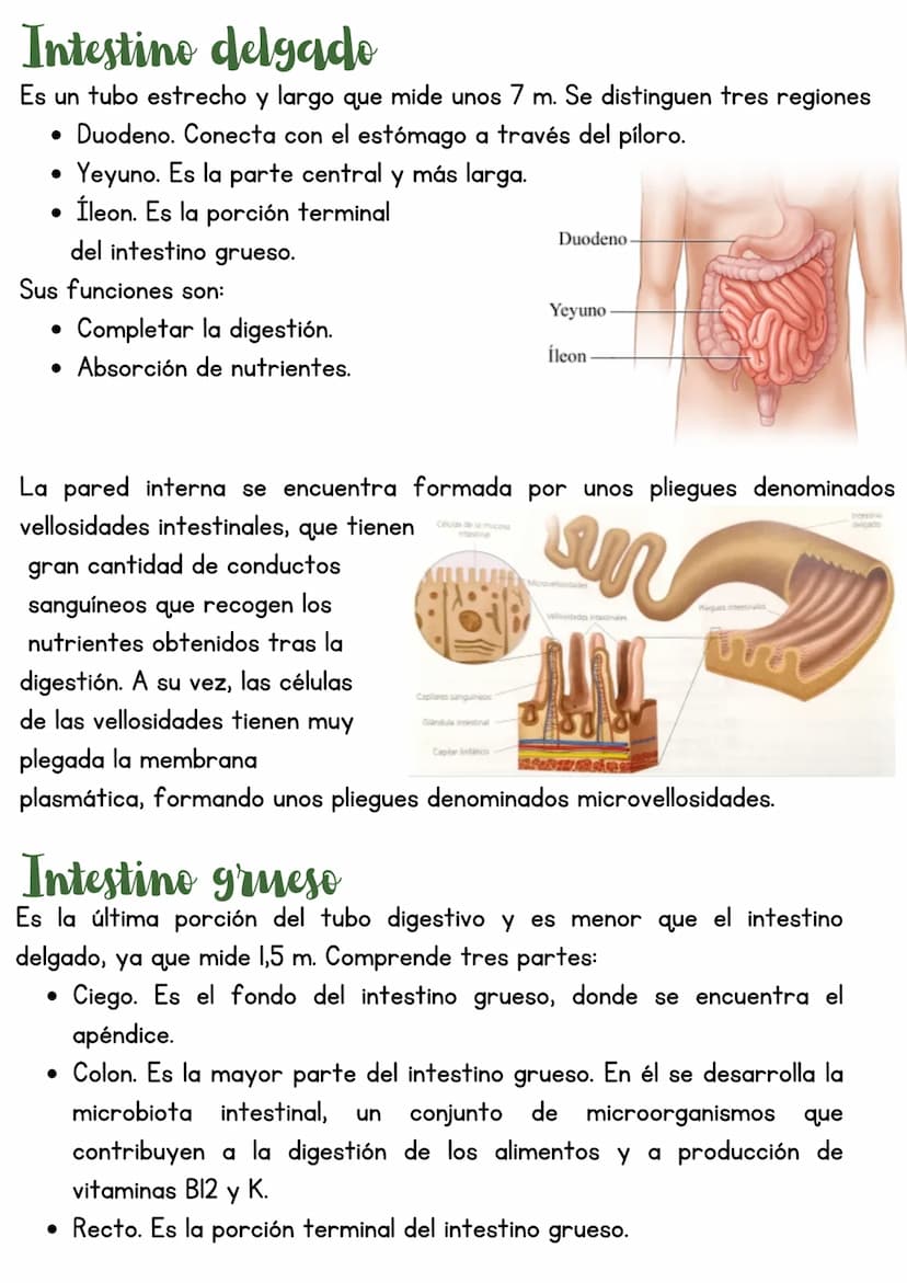 T3 APARATO DIGESTIVO
1. Introducción
Función de nutrición
Aparato
digestivo
Aparato
Aparato
respiratorio
Aparato
circulatorio
excretor
Reali