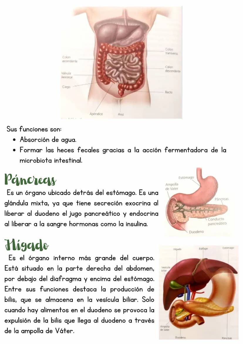 T3 APARATO DIGESTIVO
1. Introducción
Función de nutrición
Aparato
digestivo
Aparato
Aparato
respiratorio
Aparato
circulatorio
excretor
Reali