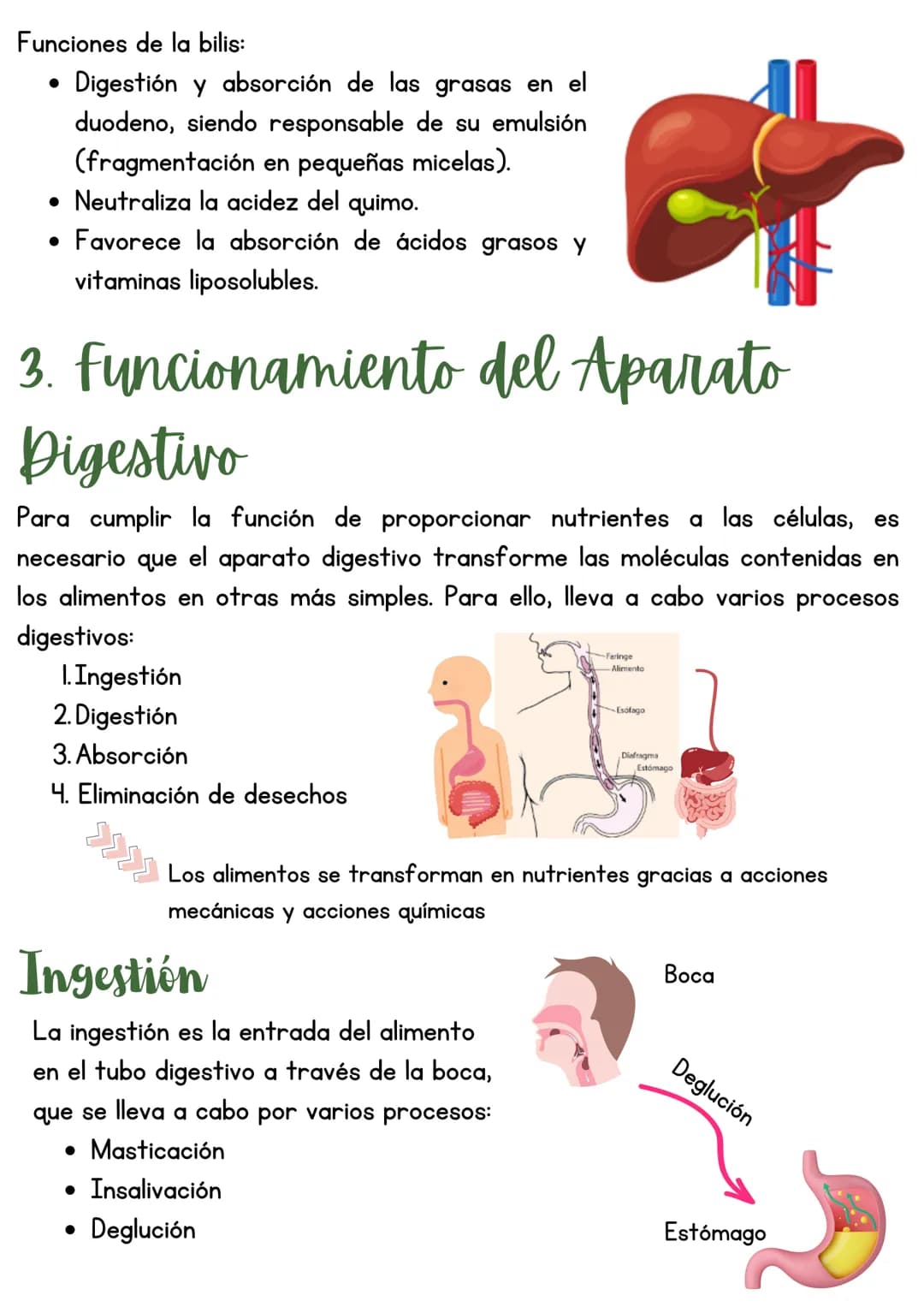 T3 APARATO DIGESTIVO
1. Introducción
Función de nutrición
Aparato
digestivo
Aparato
Aparato
respiratorio
Aparato
circulatorio
excretor
Reali