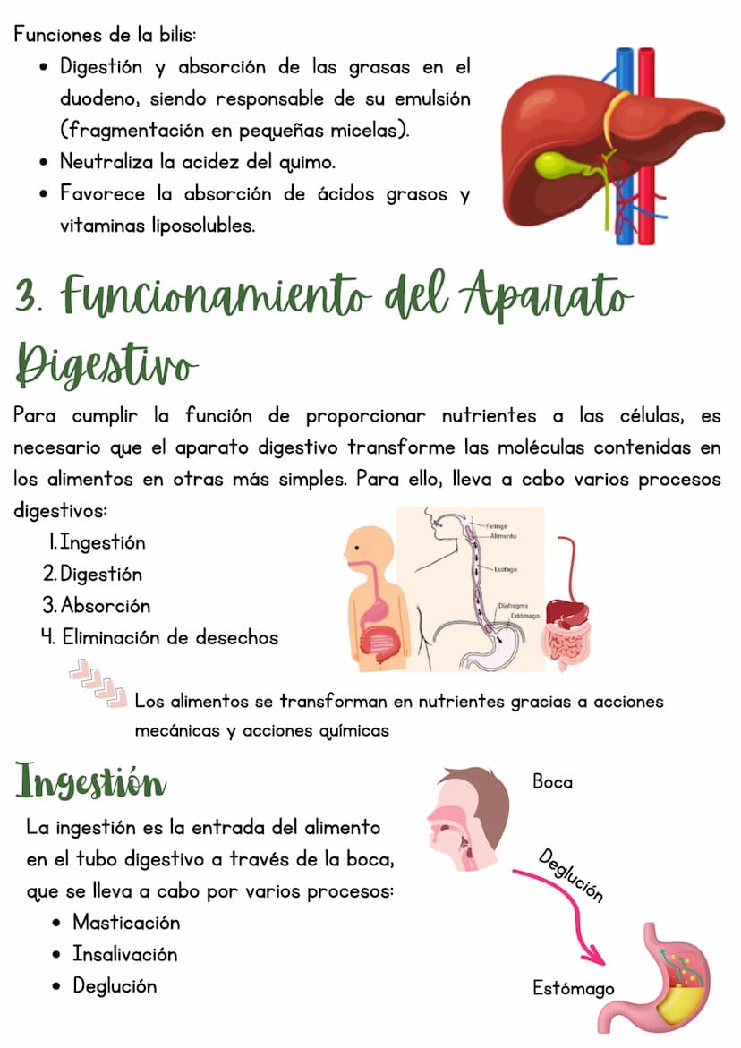 T3 APARATO DIGESTIVO
1. Introducción
Función de nutrición
Aparato
digestivo
Aparato
Aparato
respiratorio
Aparato
circulatorio
excretor
Reali