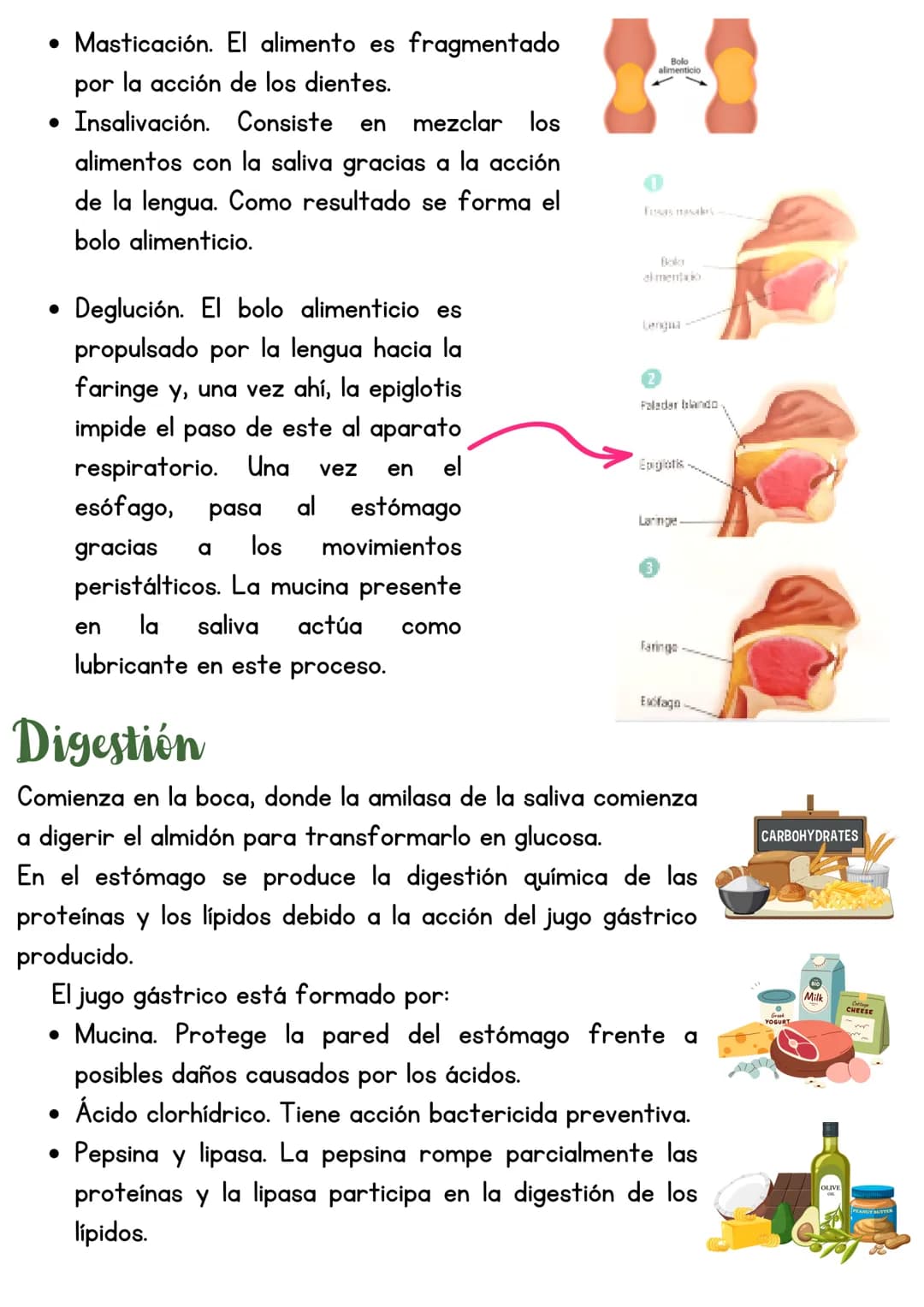 T3 APARATO DIGESTIVO
1. Introducción
Función de nutrición
Aparato
digestivo
Aparato
Aparato
respiratorio
Aparato
circulatorio
excretor
Reali