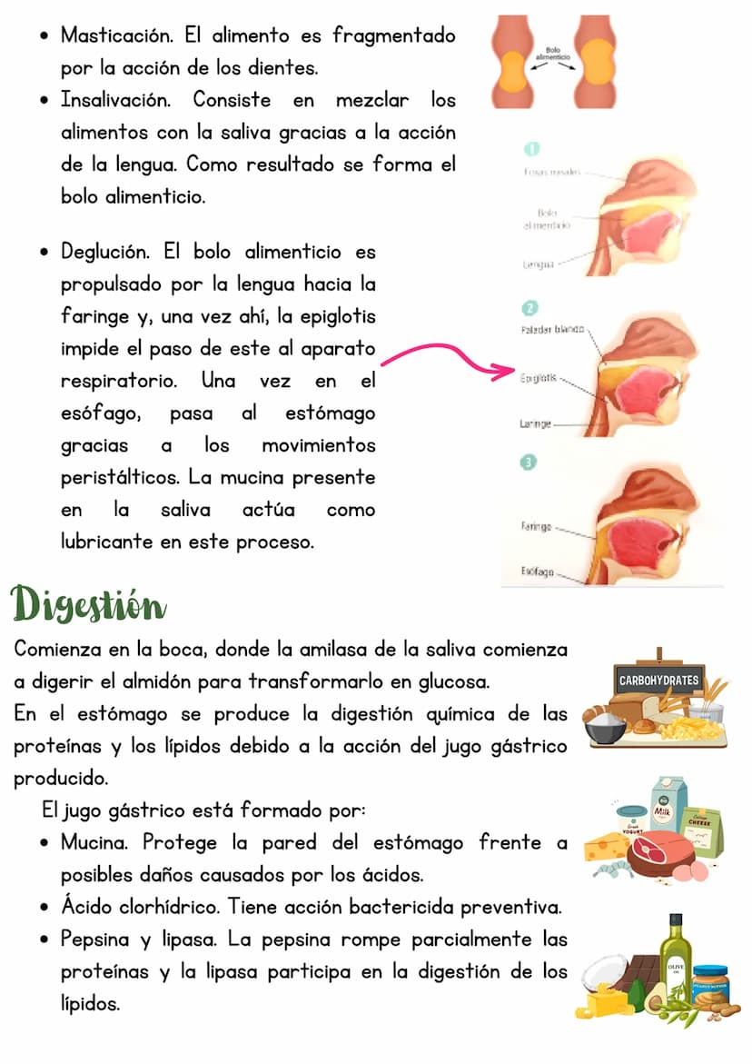 T3 APARATO DIGESTIVO
1. Introducción
Función de nutrición
Aparato
digestivo
Aparato
Aparato
respiratorio
Aparato
circulatorio
excretor
Reali